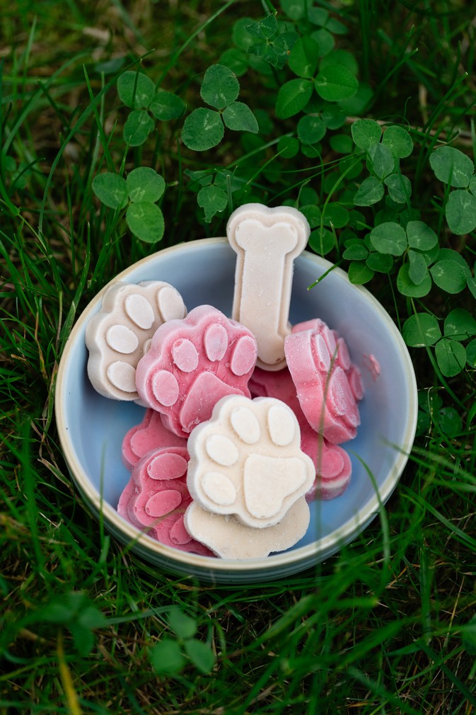 Lody dla psów i ich właścicieli