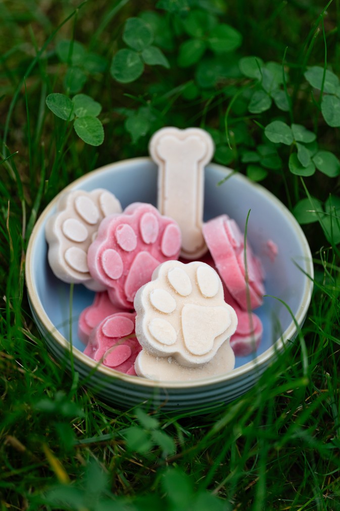 Lody dla psów i ich właścicieli