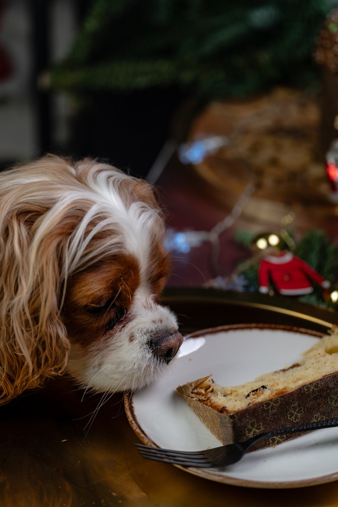 Włoska babka Panettone